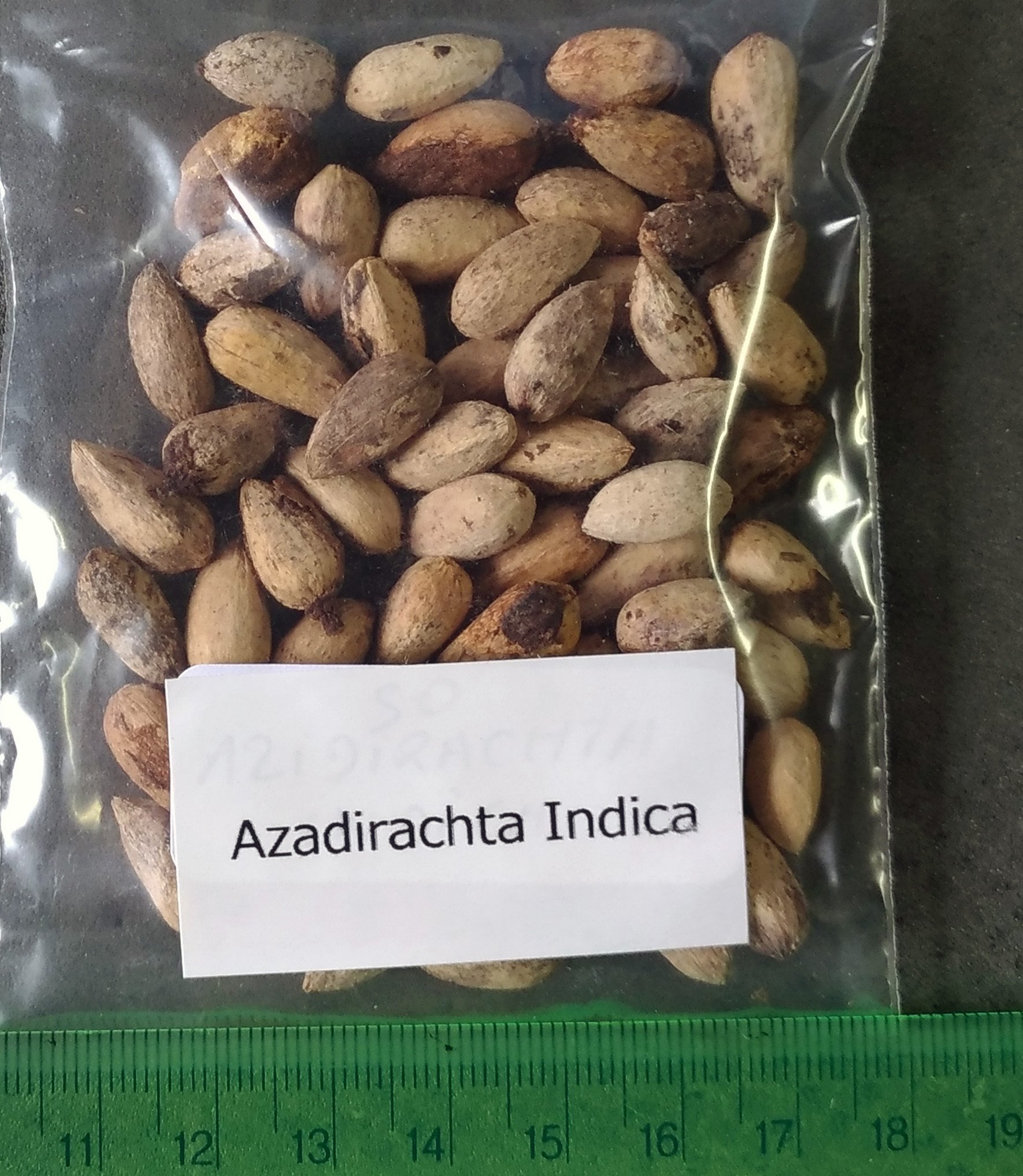Amazon.co.jp: 【種子】Azadirachta indica◇インドセンダン/ミラクル
